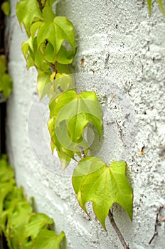 Green ivy-vertical