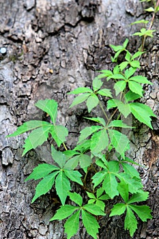 Green ivy vine