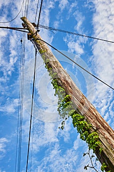 Green ivy vines growing straight up old telephone pole with power lines in all four directions