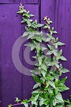 green ivy on vintage purple wooden texture background