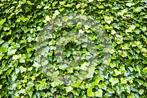 Green ivy wall