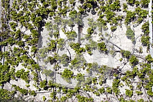 Green Ivy on wall