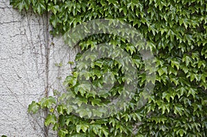 Green ivy & wall