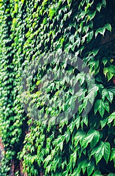 Green ivy on the wall