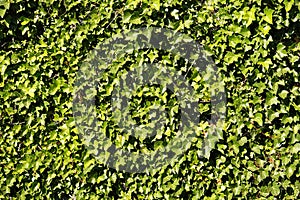 Green ivy wall background wallpaper texture