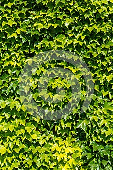 Green Ivy wall background