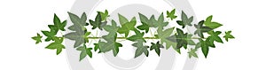 Green ivy. Wall climbing plant decoration, design element, organic botanical border, natural plant branch, garden curly