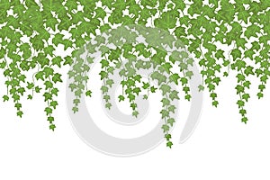 Green ivy wall climbing plant hanging from above. Garden decoration vector background