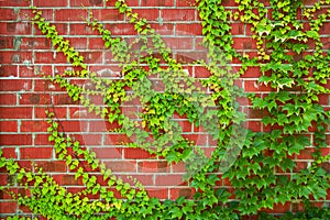 Green ivy wall. Green ivy leaves on red brick wall