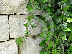 Green Ivy on wall made of white stone blocks. Suitable for background or wallpaper. Brickwork.