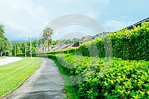 Green Ivy Wall and palm tree