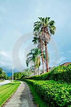 Green Ivy Wall and palm tree