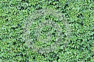 Green Ivy Wall Texture