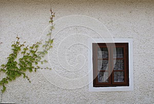 Green ivy and window