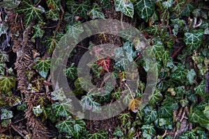 green ivy in winter on an old tree