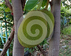 Green jack fruit hanging on the branch of the tree.