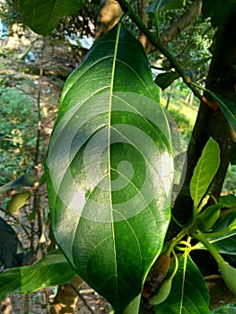 Green jack fruit leaves with natural background. The jack fruit also known as jack tree, Artocarpus heterophyllus, nangka is a s