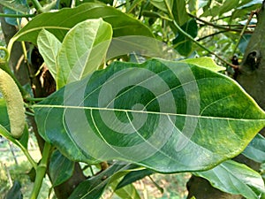 Green jack fruit leaves with natural background. The jack fruit also known as jack tree, Artocarpus heterophyllus, nangka is a s