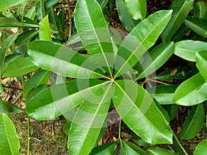 Green jack fruit leaves with natural background. The jack fruit also known as jack tree, Artocarpus heterophyllus, nangka is a s