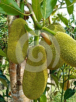 Green Jack fruits hanging on Jack fruits tree