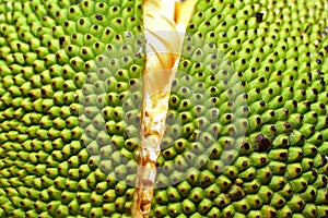 Green jackfruit bark that is shaped like a banana