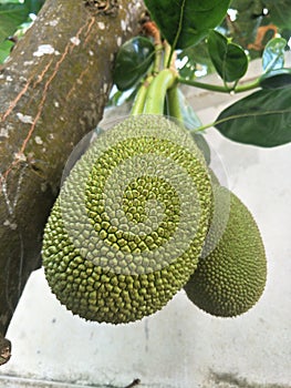 The green jackfruit, soft jackfruit, is popularly used for cooking.