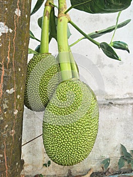 The green jackfruit, soft jackfruit, is popularly used for cooking.