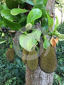 Green jackfruit at the tree in orchard , Local fruit of Thailand
