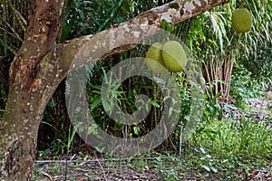 Green jackfruit on tree and Salacca zalacca tree as background