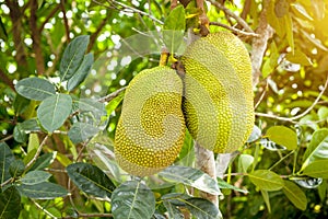 Green Jackfruits Artocarpus heterophyllus hanging on the brunch and green leaf on tree