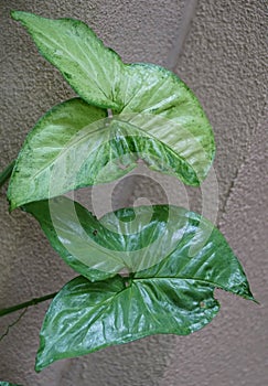 Green Jade-Vine plants with scientific name Strongylodon Macrobotrys