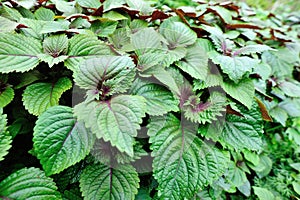 Green japanese basil in growth