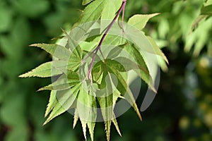 Green Japanese Cutleaf Maple Leaves