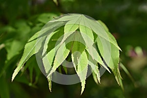 Green Japanese Cutleaf Maple Leaves
