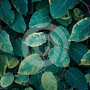 green japanese knotweed plant leaves in springtime