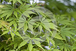 Green Japanese Maple Leaves -Acer Palmatum