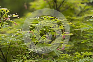 Green Japanese Maple Leaves -Acer Palmatum