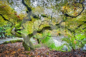 Green japanese maple tree