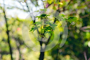 Green Japanese maple tree leaves rustling by summer wind