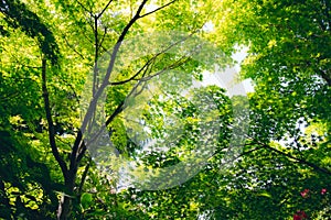 Green Japanese maple tree leaves rustling by summer wind