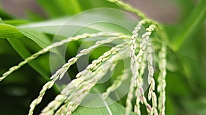 Green Jasmine rice, rice berry rice with barley field local plant of Thai style, Thailand agriculture products. Natural color mode