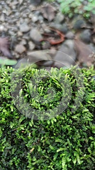 Green Java Moss Tropical