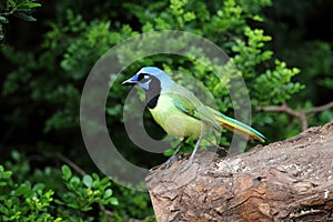 Green Jay