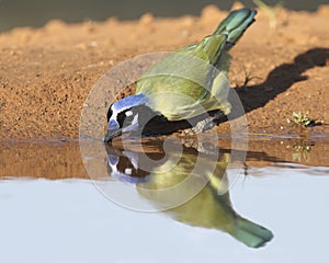 Green Jay (Cyanocorax yncas) Drinking at a Pond - Texas