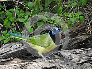 Green Jay, Cyanocorax yncas at Laguna Atascosa National Wildlife Refuge, Texas