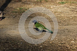 Green Jay (Cyanocorax yncas) photo
