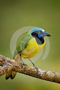Green Jay, Cyanocorax yncas, wild nature, Belize. Beautiful bird from Central Anemerica. Birdwatching in Belize. Jay sitting on th photo