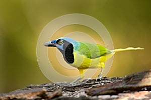 Green Jay, Cyanocorax yncas, wild nature, Belize. Beautiful bird from Central Anemerica. Birdwatching in Belize. Jay sitting on th