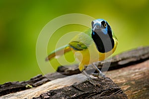 Green Jay, Cyanocorax yncas, wild nature, Belize. Beautiful bird from Central Anemerica. Birdwatching in Belize. Jay sitting on th photo