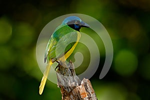 Green Jay, Cyanocorax yncas, wild nature, Belize. Beautiful bird from South America. Birdwatching in Ecuador. Yellow bird Jay sit photo